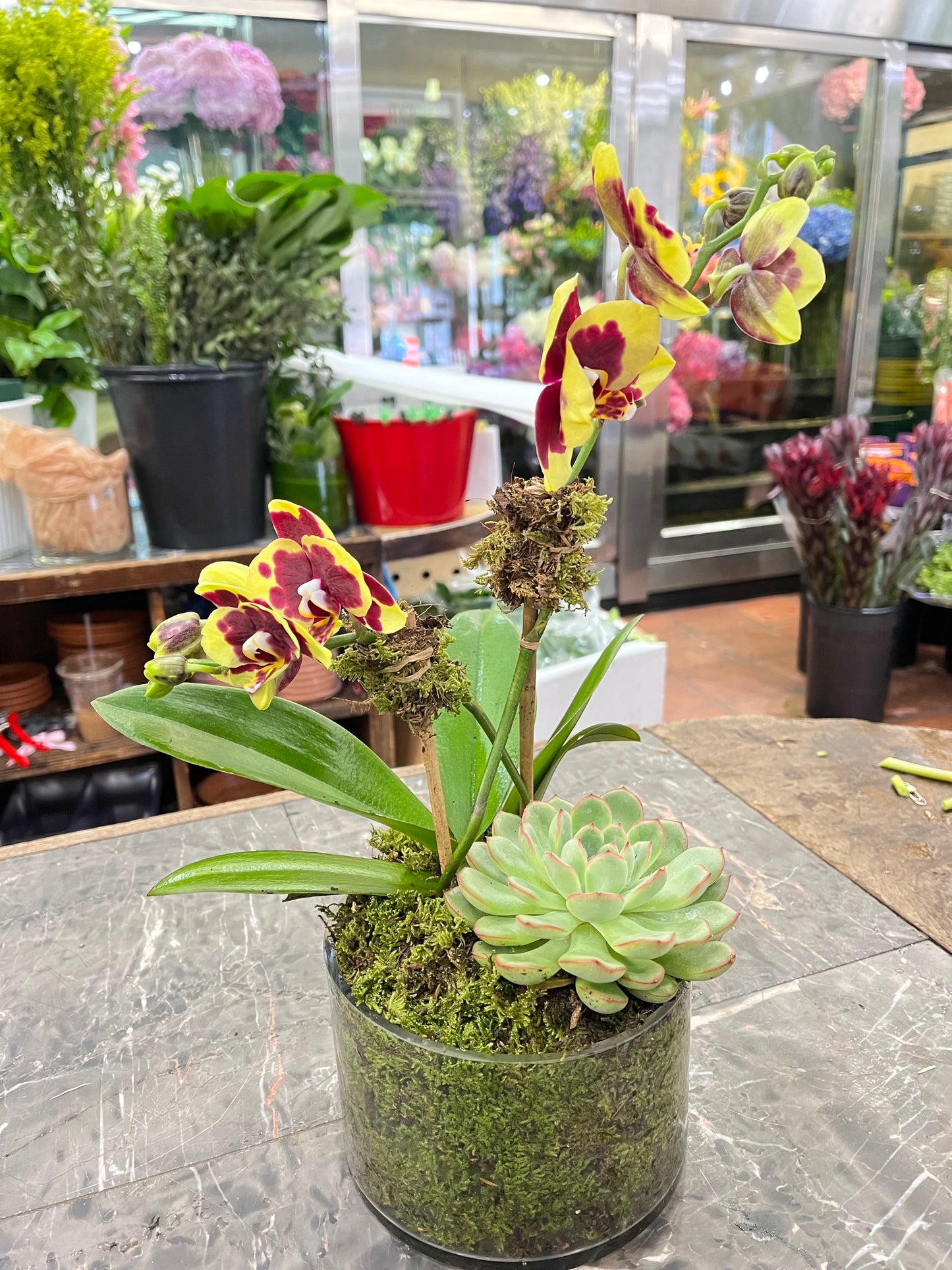 
                  
                    Mini Orchids with Succulent
                  
                