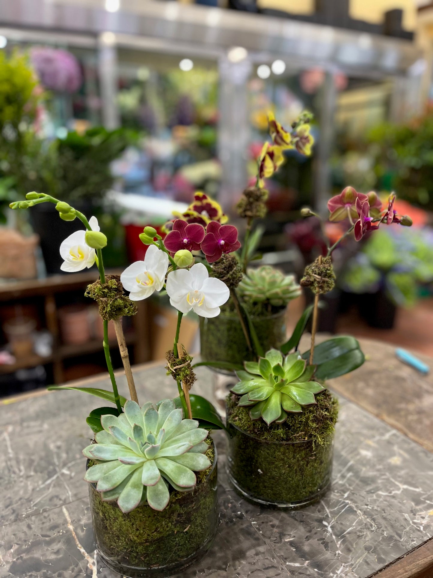 
                  
                    Mini Orchids with Succulent
                  
                