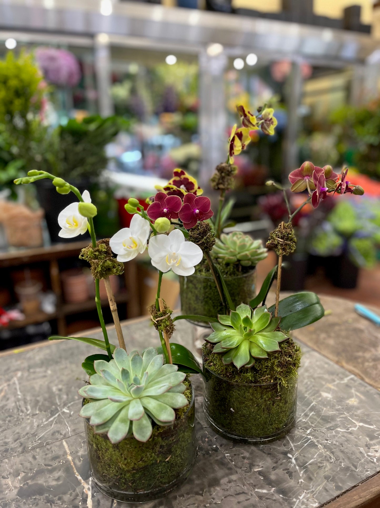 
                  
                    Mini Orchids with Succulent
                  
                