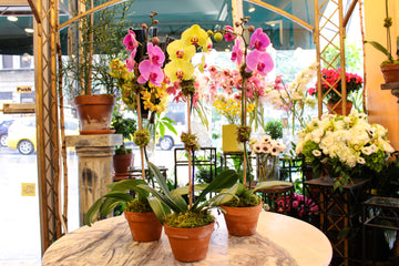 
                    
                      Triple Orchid color options: purple-pink and yellow Phalaenopsis orchids in terracotta clay pots on a marble table
                    
                  
