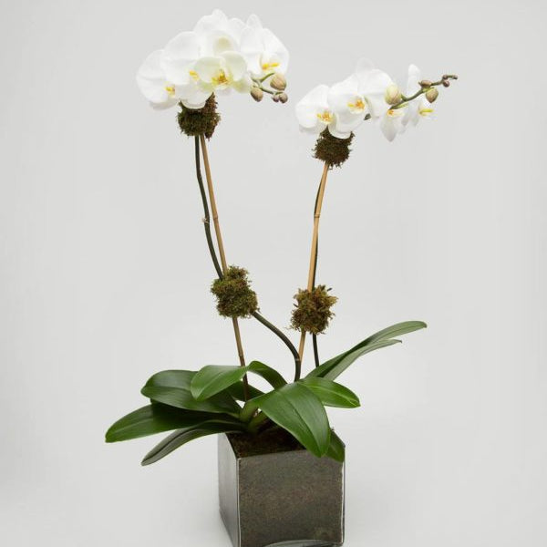 Double Orchid in white: two white Phalaenopsis stems with moss accents in a moss-lined glass cube