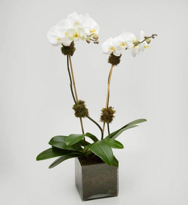 Orquídea doble