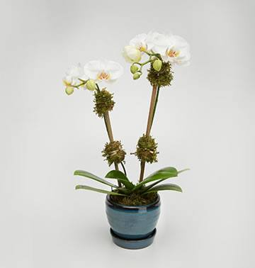 
                    
                      Mini Double Orchid: two white Phalaenopsis stems with moss accents in a glazed blue ceramic pot with saucer
                    
                  