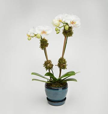Mini Orquídea Doble