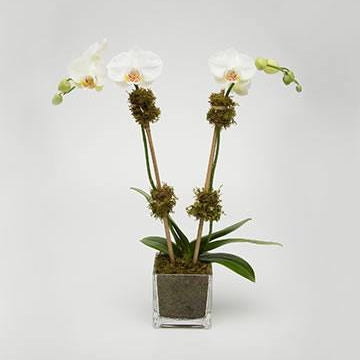 Mini Double Orchid: two white Phalaenopsis stems with moss accents in a small moss-lined glass cube