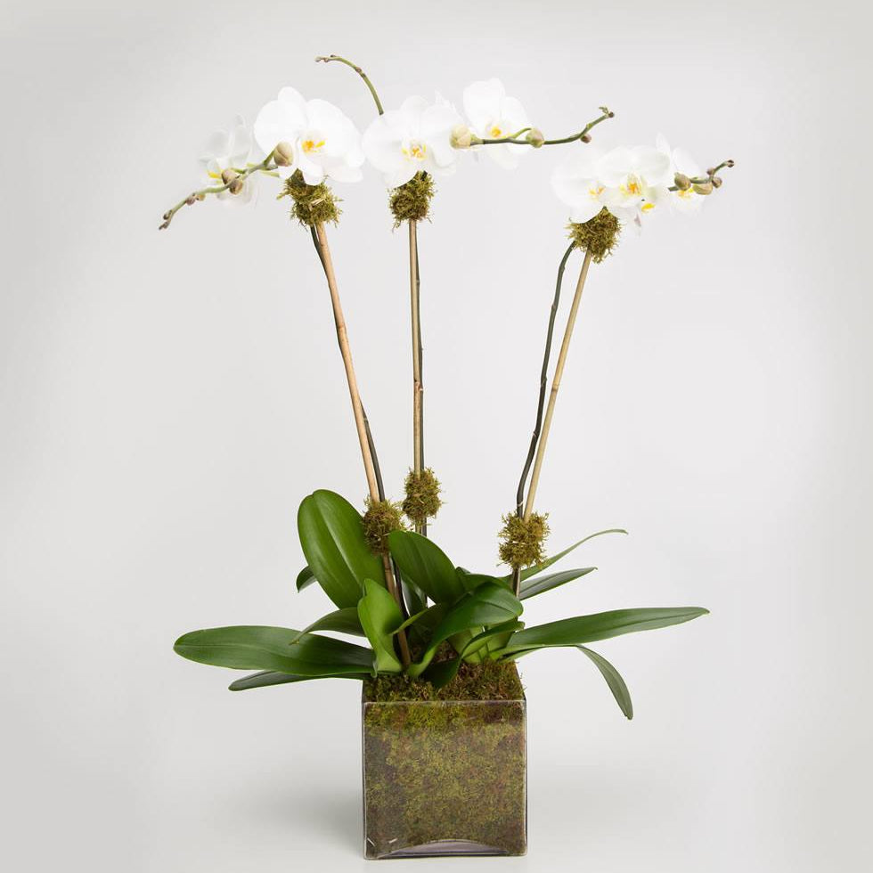Triple Orchid in white: three white Phalaenopsis stems with moss accents in a moss-lined glass cube