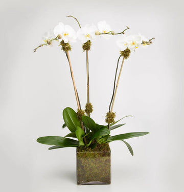 
                    
                      Triple Orchid in white: three white Phalaenopsis stems with moss accents in a moss-lined glass cube
                    
                  