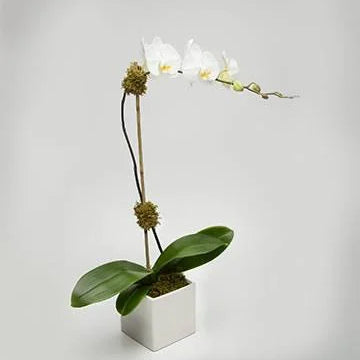 Petite white Phalaenopsis orchid plant – Jerome Florists NYC